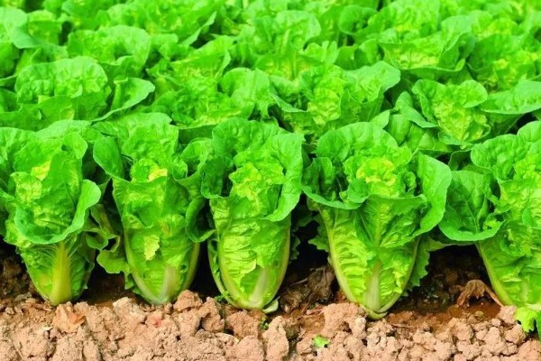 大白菜用薄膜覆盖行吗，可以使用薄膜覆盖