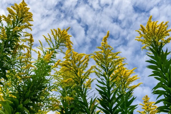 加拿大一枝黄花有什么花语,代表美好的开始、幸福美好等含义
