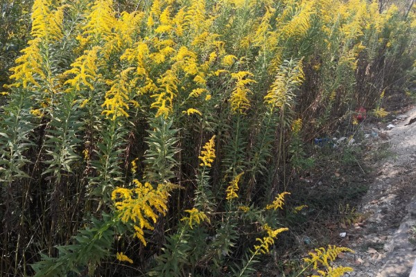 加拿大一枝黄花有什么花语,代表美好的开始、幸福美好等含义