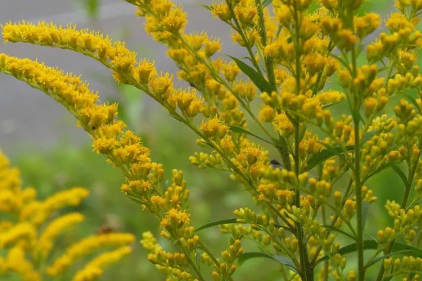加拿大一枝黄花有什么花语,代表美好的开始、幸福美好等含义