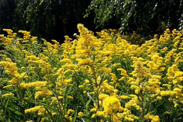 加拿大一枝黄花有什么花语,代表美好的开始、幸福美好等含义