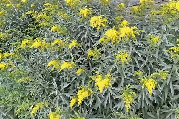 加拿大一枝黄花有什么花语,代表美好的开始、幸福美好等含义