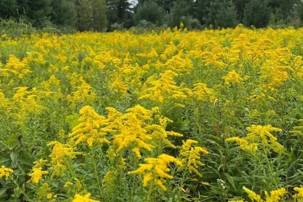 加拿大一枝黄花有什么花语,代表美好的开始、幸福美好等含义