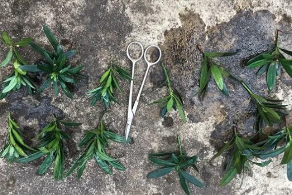 松树枝条可以插活吗，松树枝条能插活