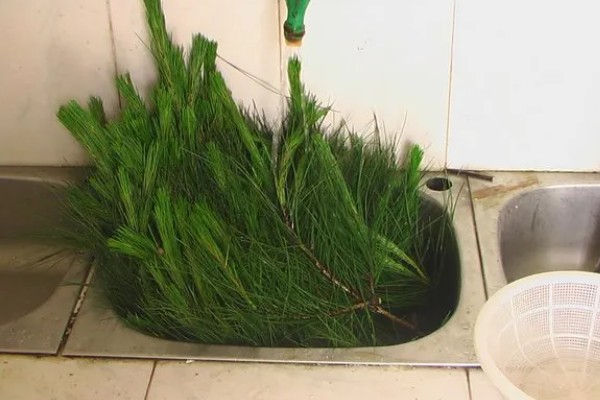 松树枝条可以插活吗，松树枝条能插活