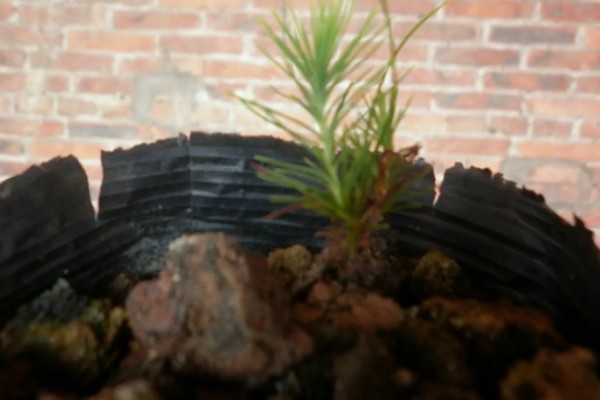 松树枝条可以插活吗，松树枝条能插活