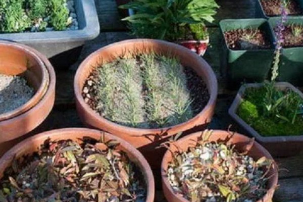 松树枝条可以插活吗，松树枝条能插活