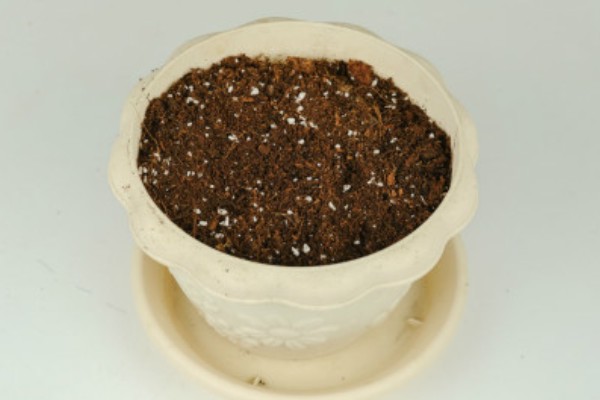 松树枝条可以插活吗，松树枝条能插活