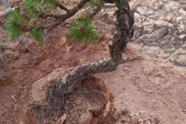 松树枝条可以插活吗，松树枝条能插活