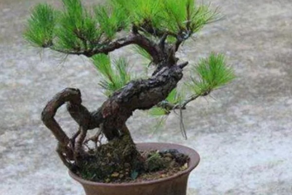 松树枝条可以插活吗，松树枝条能插活