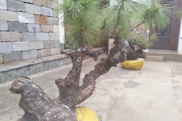 松树枝条可以插活吗，松树枝条能插活