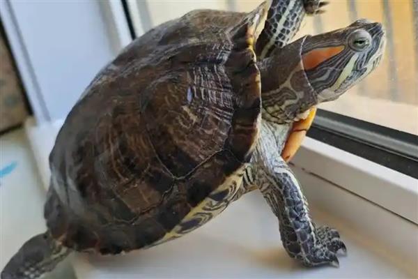 巴西龟会不会产蛋,发育成熟后便具备生产能力