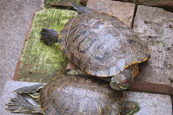 巴西龟会不会产蛋,发育成熟后便具备生产能力