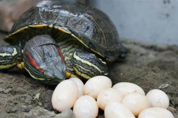 巴西龟会不会产蛋,发育成熟后便具备生产能力