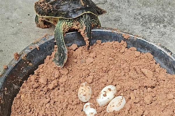 巴西龟会不会产蛋,发育成熟后便具备生产能力