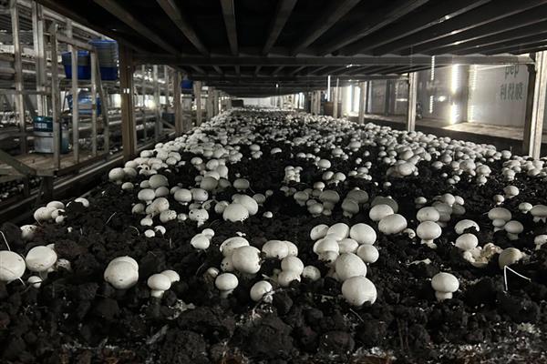 双孢菇有没有毒，双孢菇没有毒