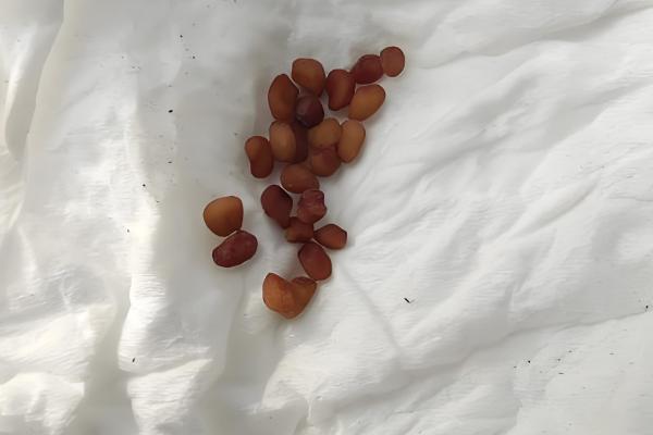 仙人掌传播种子的方法，以人工传播、动物传播、风力传播为主