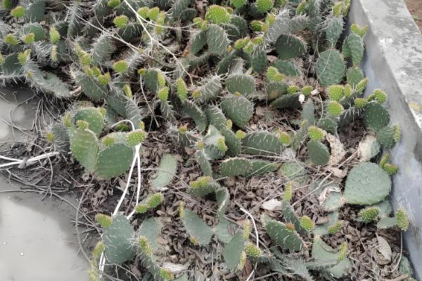 仙人掌传播种子的方法，以人工传播、动物传播、风力传播为主