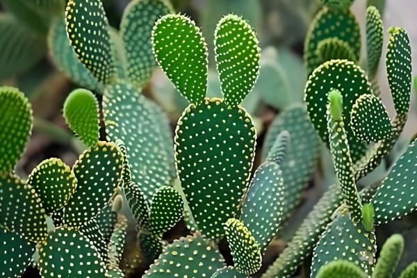 仙人掌传播种子的方法，以人工传播、动物传播、风力传播为主