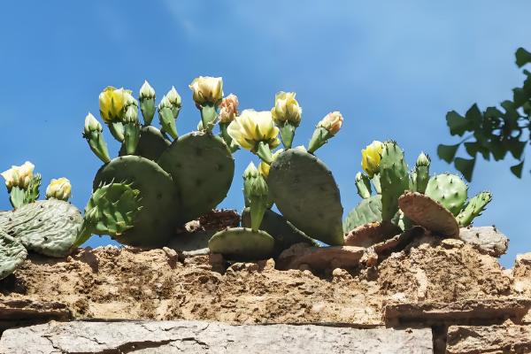 仙人掌传播种子的方法，以人工传播、动物传播、风力传播为主