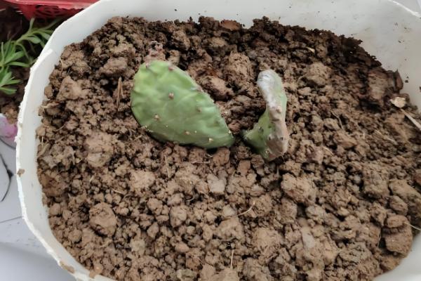 仙人掌传播种子的方法，以人工传播、动物传播、风力传播为主