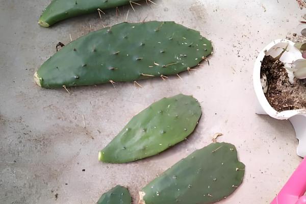 仙人掌传播种子的方法，以人工传播、动物传播、风力传播为主