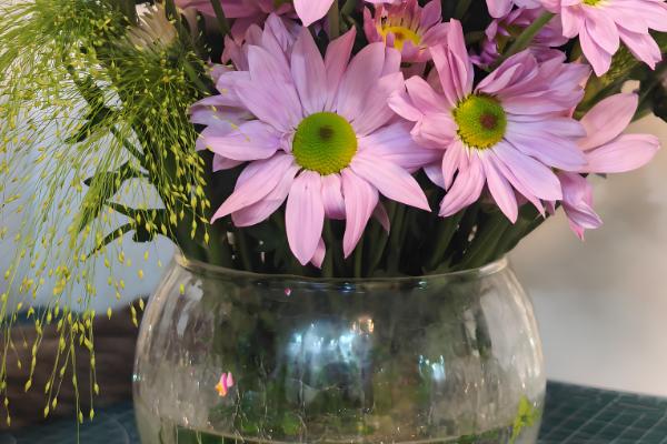 小雏菊鲜花可以养多长时间，水培可维持10天左右不凋谢