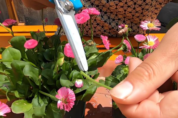 小雏菊鲜花可以养多长时间，水培可维持10天左右不凋谢