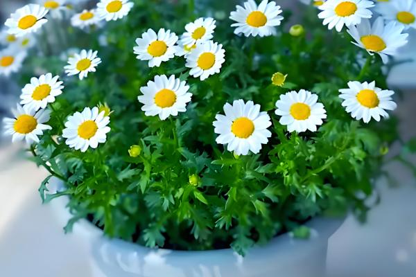 小雏菊鲜花可以养多长时间，水培可维持10天左右不凋谢