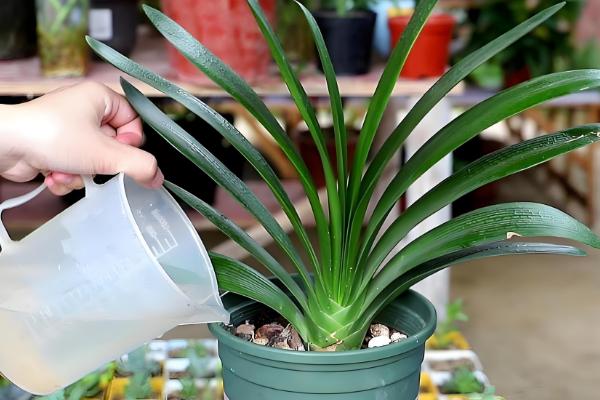 君子兰浇水方法，每天浇1-2次