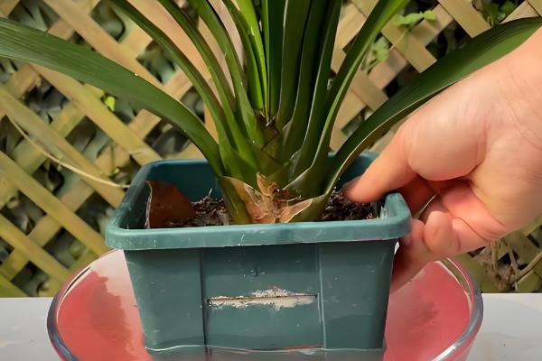 君子兰浇水方法，每天浇1-2次