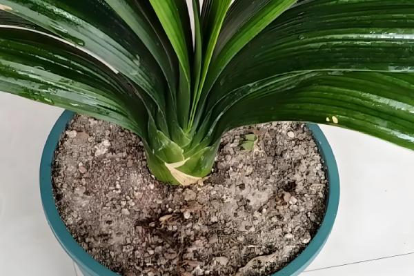 君子兰浇水方法，每天浇1-2次