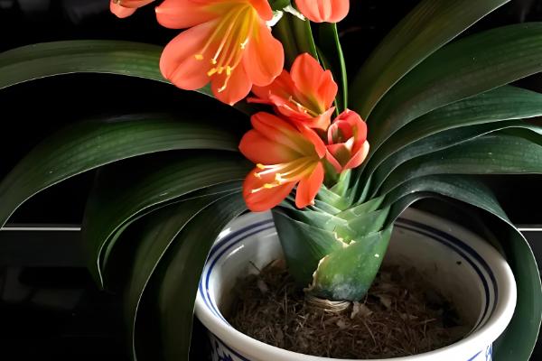 君子兰浇水方法，每天浇1-2次