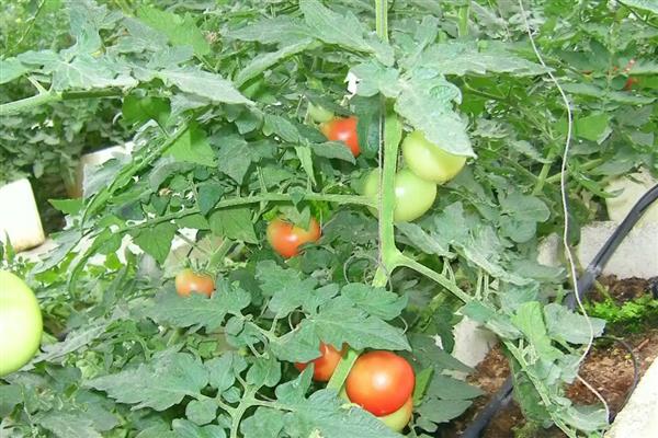 为什么西红柿不红,主要是养分不足引起的