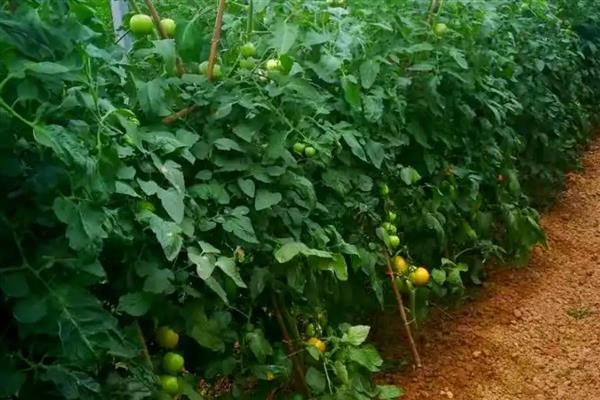 为什么西红柿不红,主要是养分不足引起的