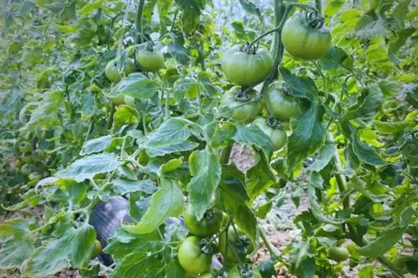 为什么西红柿不红,主要是养分不足引起的
