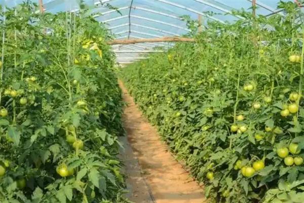 为什么西红柿不红,主要是养分不足引起的