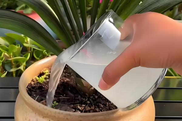 君子兰浇水方法，每天浇1-2次