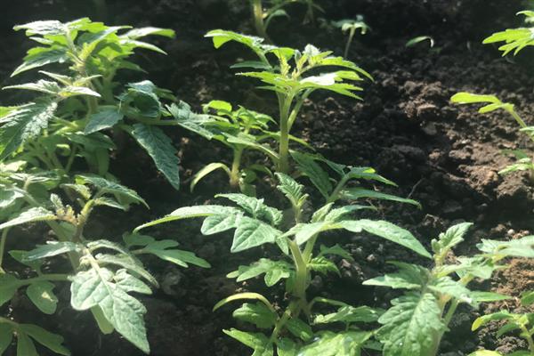 为什么西红柿不红,主要是养分不足引起的