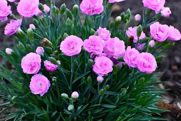 石竹花冬季在室外会不会冻死，地上部分会萎蔫死亡但球根可以越冬