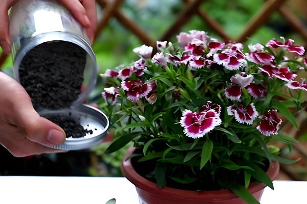 石竹花冬季在室外会不会冻死，地上部分会萎蔫死亡但球根可以越冬