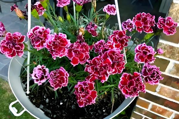 石竹花冬季在室外会不会冻死，地上部分会萎蔫死亡但球根可以越冬