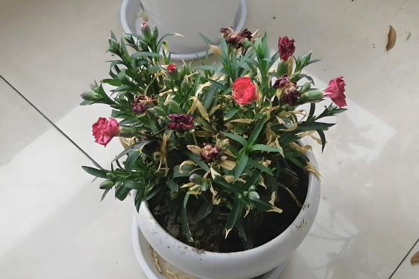 石竹花冬季在室外会不会冻死，地上部分会萎蔫死亡但球根可以越冬