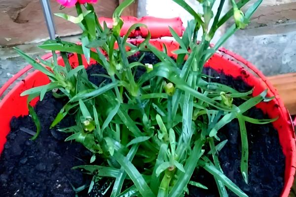 石竹花冬季在室外会不会冻死，地上部分会萎蔫死亡但球根可以越冬