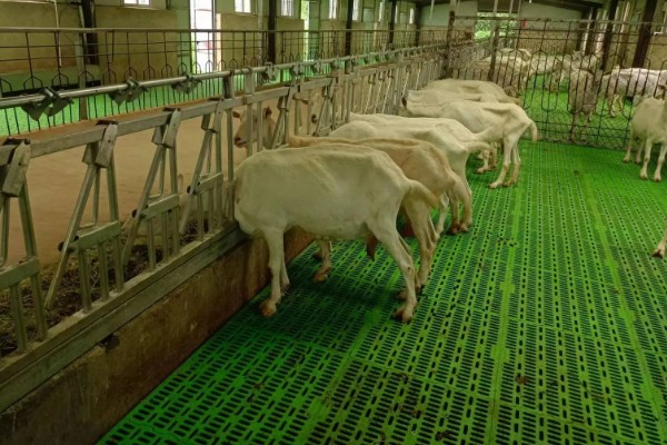 羊食欲不好的原因,可能是消化道疾病引发的