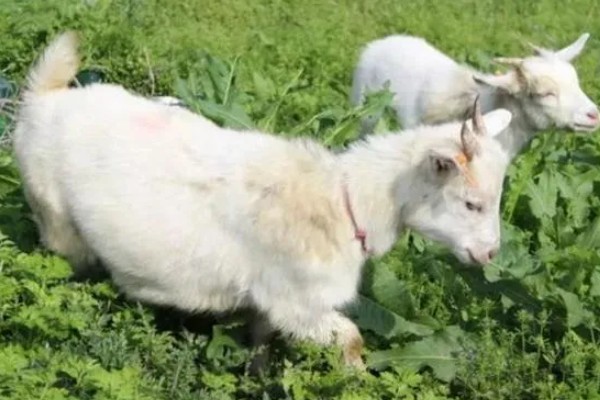 羊食欲不好的原因,可能是消化道疾病引发的