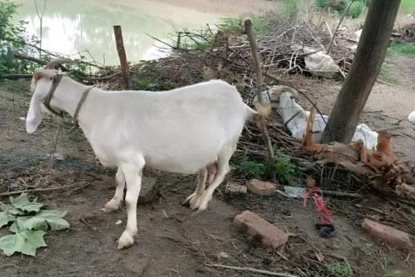 羊食欲不好的原因,可能是消化道疾病引发的