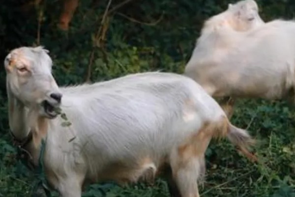 羊食欲不好的原因,可能是消化道疾病引发的