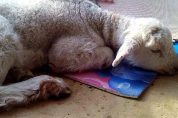 羊食欲不好的原因,可能是消化道疾病引发的