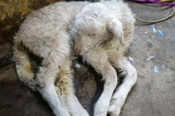 羊食欲不好的原因,可能是消化道疾病引发的